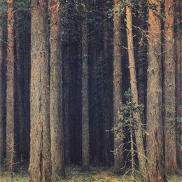 《森林保护区。松树林》伊万·希什金(Ivan Shishkin)高清作品欣赏