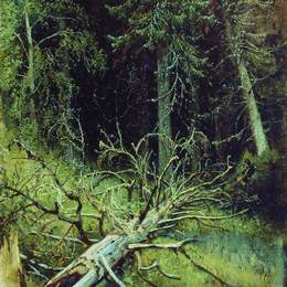 《杉木林》伊万·希什金(Ivan Shishkin)高清作品欣赏