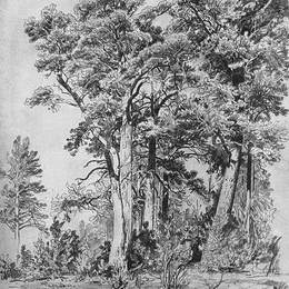 《在森林里》伊万·希什金(Ivan Shishkin)高清作品欣赏