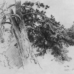 《一部分松树的树干。玛丽 - 豪》伊万·希什金(Ivan Shishkin)高清作品欣赏