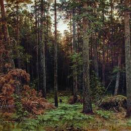 《松林》伊万·希什金(Ivan Shishkin)高清作品欣赏