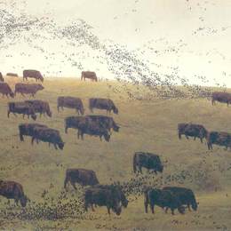 《格雷克斯和安古斯》杰米·韦思(Jamie Wyeth)高清作品欣赏