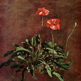 《罂粟研究》约翰·康斯特布尔(John Constable)高清作品欣赏