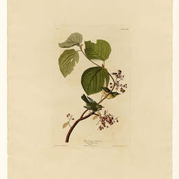 约翰·詹姆斯·奥杜邦(John James Audubon)高清作品:Plate 148 Pine Swamp Warbler