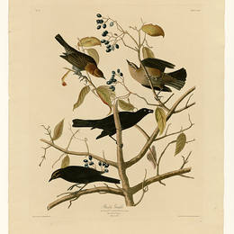 约翰·詹姆斯·奥杜邦(John James Audubon)高清作品:Plate 157 Rusty Grakle