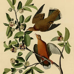 约翰·詹姆斯·奥杜邦(John James Audubon)高清作品:Plate 162 Zenaida Dove