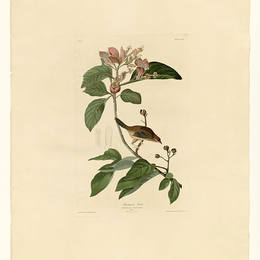 约翰·詹姆斯·奥杜邦(John James Audubon)高清作品:Plate 165 Bachmans Finch