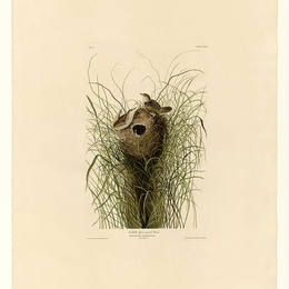 约翰·詹姆斯·奥杜邦(John James Audubon)高清作品:Plate 175 Nuttalls lesser-marsh Wren