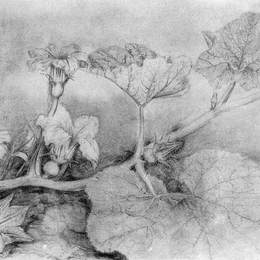 《南瓜花开》卡特尼亚比洛克(Kateryna Bilokur)高清作品欣赏