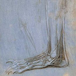 《足部解剖学》达·芬奇(Leonardo da Vinci)高清作品欣赏