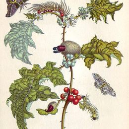 《从苏木变态昆虫》马里亚·西比拉·梅瑞安(Maria Sibylla Merian)高清作品欣赏