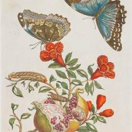 《格拉纳塔菲尔》马里亚·西比拉·梅瑞安(Maria Sibylla Merian)高清作品欣赏