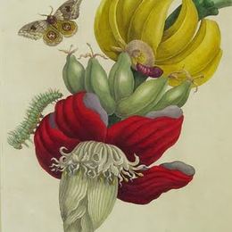 《香蕉花序》马里亚·西比拉·梅瑞安(Maria Sibylla Merian)高清作品欣赏