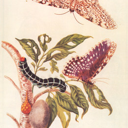 《蝴蝶蜕变》马里亚·西比拉·梅瑞安(Maria Sibylla Merian)高清作品欣赏