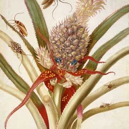 《菠萝和蟑螂》马里亚·西比拉·梅瑞安(Maria Sibylla Merian)高清作品欣赏