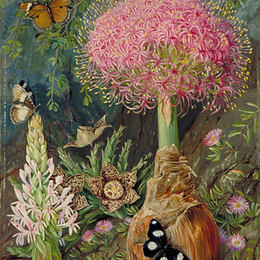 玛丽安娜·诺斯(Marianne North)高清作品:Buphane toxicara and other Flowers of Grahamstown