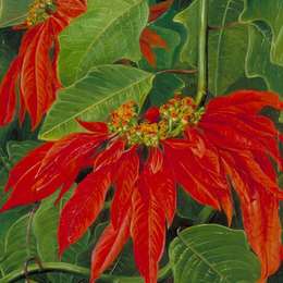 玛丽安娜·诺斯(Marianne North)高清作品:Flor de Pascua or Easter Flower, at Morro Velho, Brazil