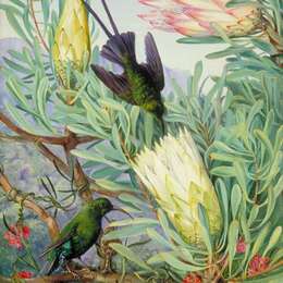 玛丽安娜·诺斯(Marianne North)高清作品:Honeyflowers and Honeysuckers, South Africa