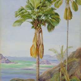 玛丽安娜·诺斯(Marianne North)高清作品:Male and Female Trees of the Coco de Mer in Praslin