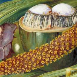 玛丽安娜·诺斯(Marianne North)高清作品:Male Inflorescence and Ripe Nuts of the Coco de Mer, Seychel