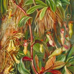 玛丽安娜·诺斯(Marianne North)高清作品:Seychelles Pitcher Plant and Bilimb Marron