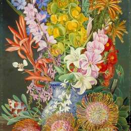 玛丽安娜·诺斯(Marianne North)高清作品:Wild Flowers of Ceres, South Africa