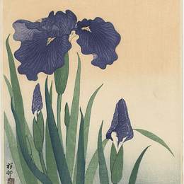 《鸢尾花》小原古邨(Ohara Koson)高清作品欣赏