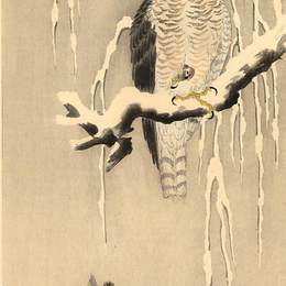 《雪枝上的苍鹰》小原古邨(Ohara Koson)高清作品欣赏