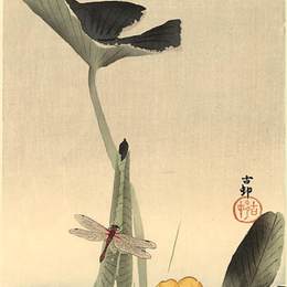 《蜻蜓与莲花》小原古邨(Ohara Koson)高清作品欣赏