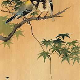 《枫树山雀》小原古邨(Ohara Koson)高清作品欣赏