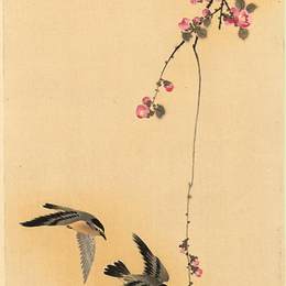 《鸟樱花》小原古邨(Ohara Koson)高清作品欣赏