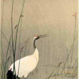 《小水吊》小原古邨(Ohara Koson)高清作品欣赏