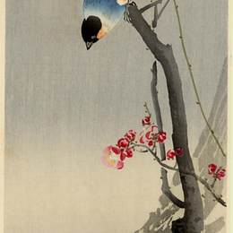 《梅花牛翅》小原古邨(Ohara Koson)高清作品欣赏