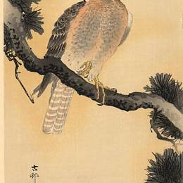 《猎鹰在树枝上》小原古邨(Ohara Koson)高清作品欣赏