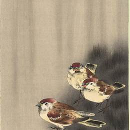 《雨中的三只麻雀》小原古邨(Ohara Koson)高清作品欣赏