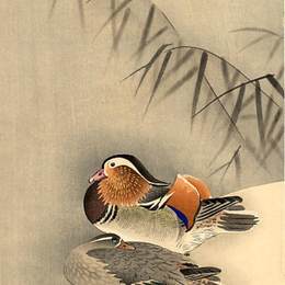 《鸳鸯在雪中》小原古邨(Ohara Koson)高清作品欣赏