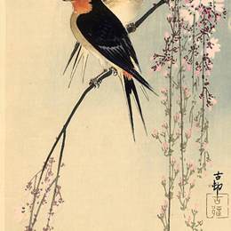 《樱花燕子》小原古邨(Ohara Koson)高清作品欣赏