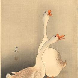 《两只白鹅》小原古邨(Ohara Koson)高清作品欣赏