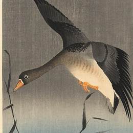 《白头雁》小原古邨(Ohara Koson)高清作品欣赏