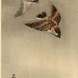 《飞行中的两只麻雀》小原古邨(Ohara Koson)高清作品欣赏