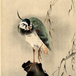 《树桩侧翻》小原古邨(Ohara Koson)高清作品欣赏