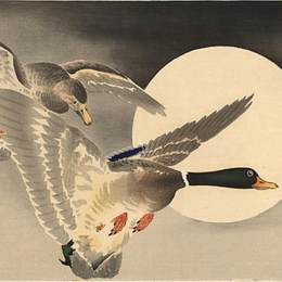 《在飞行前的鹅在满月前》小原古邨(Ohara Koson)高清作品欣赏