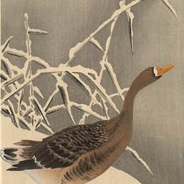 《雪雁》小原古邨(Ohara Koson)高清作品欣赏