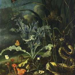 《森林地板静物》奥托·马尔斯尤斯·冯·世里克(Otto Marseus van Schrieck)高清作品欣赏