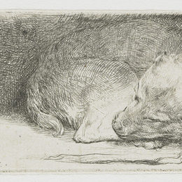 《沉睡的小狗》伦勃朗(Rembrandt)高清作品欣赏