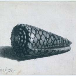 伦勃朗(Rembrandt)高清作品:The Shell (Conus marmoreus)