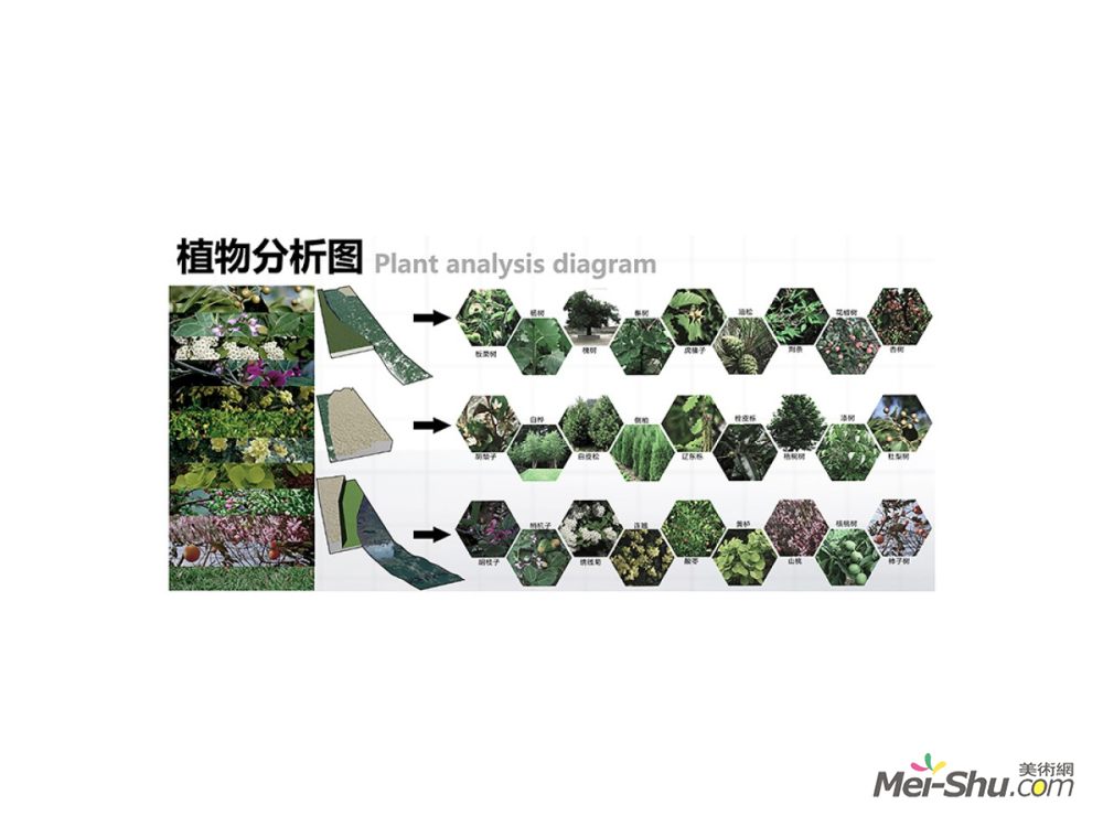 《景行行止——王峰村公共空间环境营造(植物分析图)》唐静作品